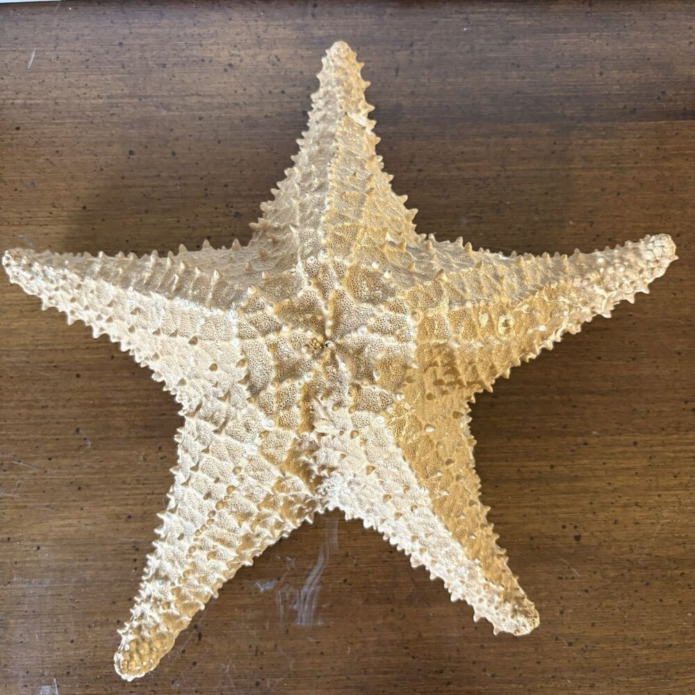 Large 10.5” Real Dried Starfish Specimen Ocean Sea Star Beach Decor Aquarium I